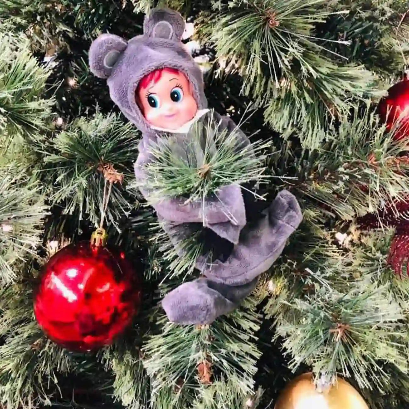 koala Elf customer 