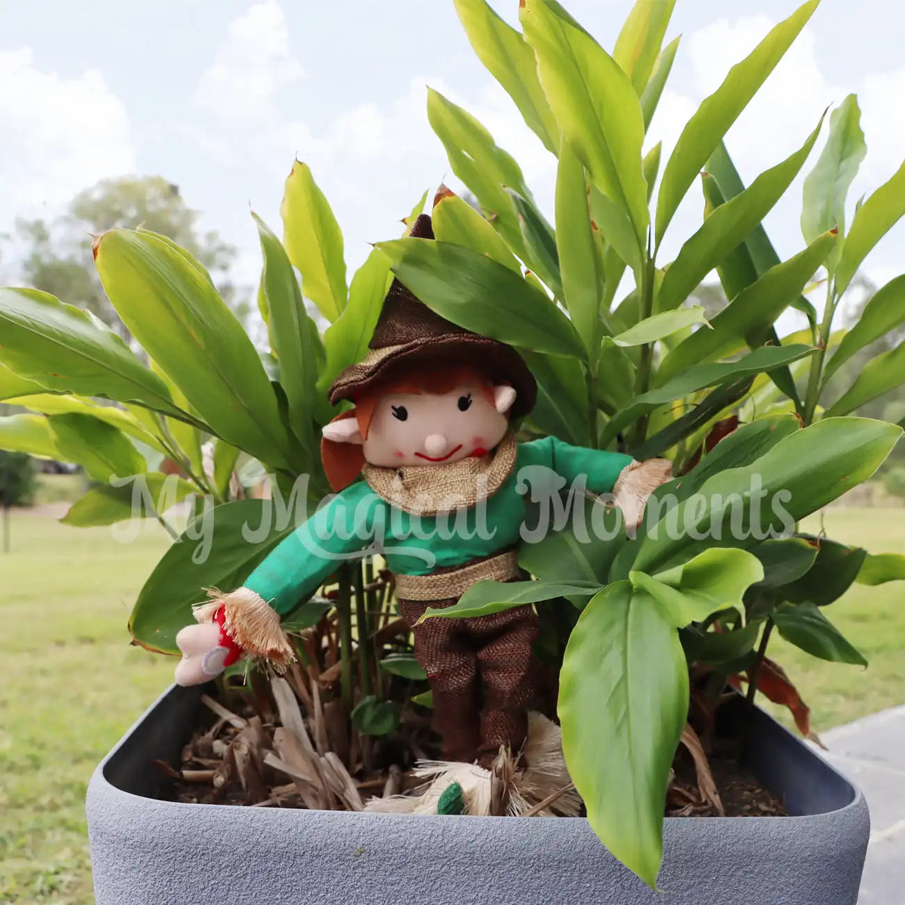 Elf for Christmas  Dressed as a scarecrow hiding in a pot plant